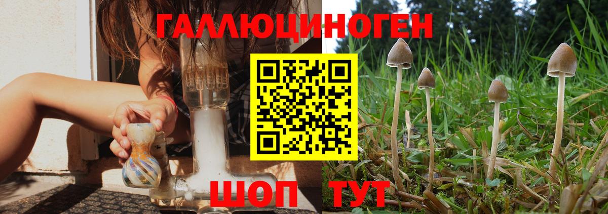 Псилоцибиновые грибы Cubensis  Галлюциногенные грибы Cubensis  Клин  Вход с VPN 
